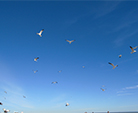 Seagulls, Galveston beach