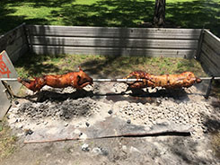 Preparing the traditional food: lamb and pig roast.